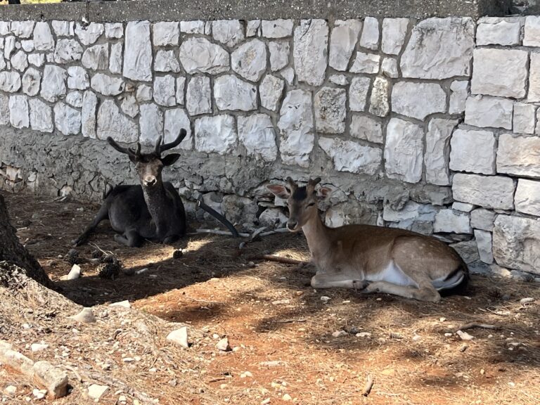 Excursión a la isla de Badija desde Korkula: naturaleza, ciervos y chapuzón asegurado